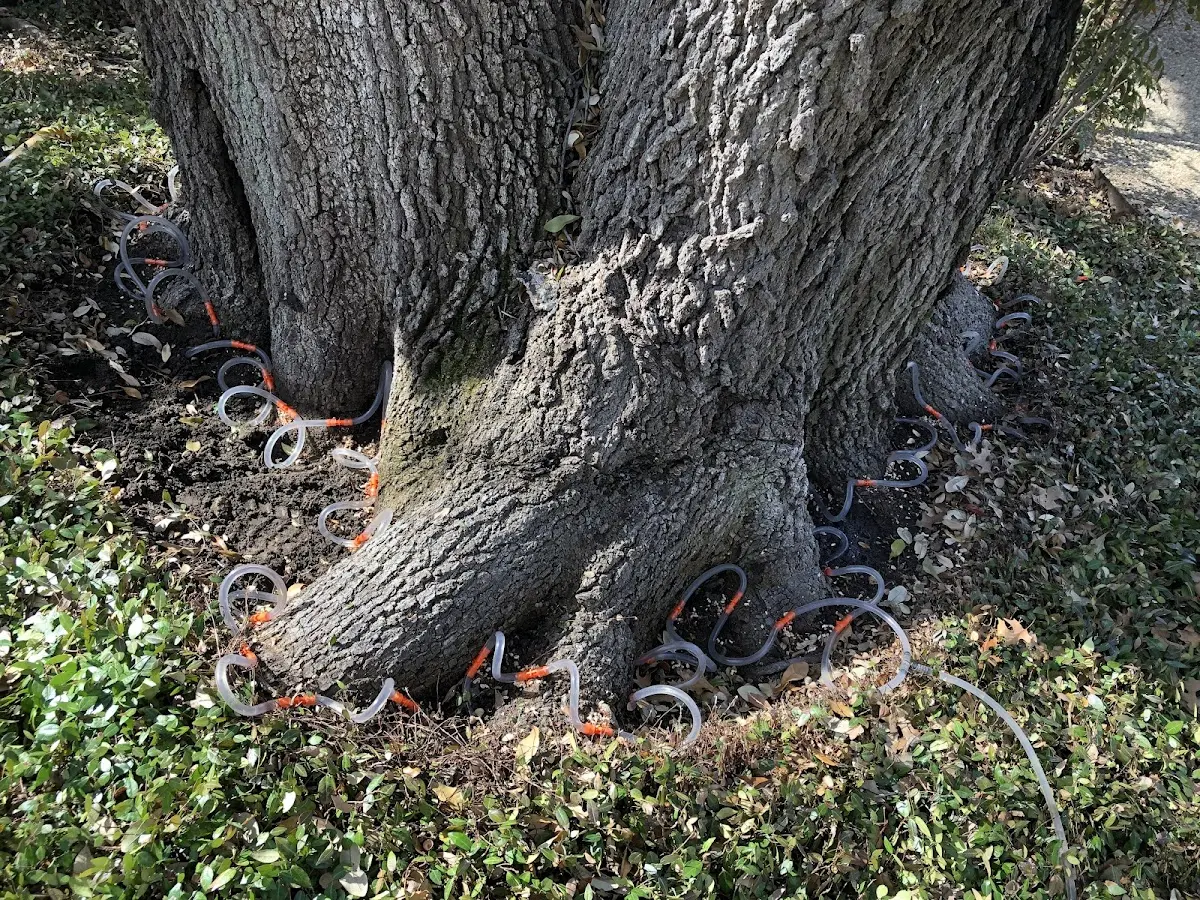 Detailed Tree Cabling and Bracing job site in Ballston Lake