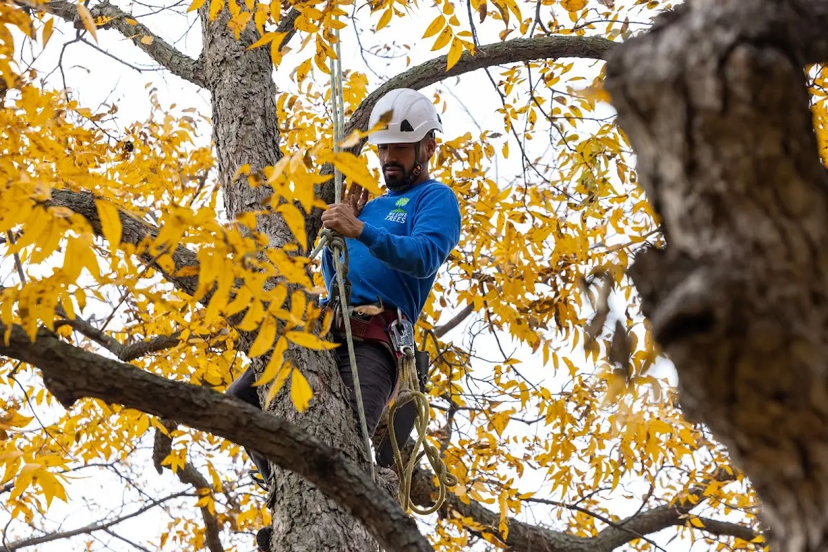 Skilled Tree Pruning crew working in Ballston Lake